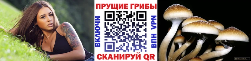 Купить закладки Никольск Галлюциногенные грибы Psilocybine cubensis